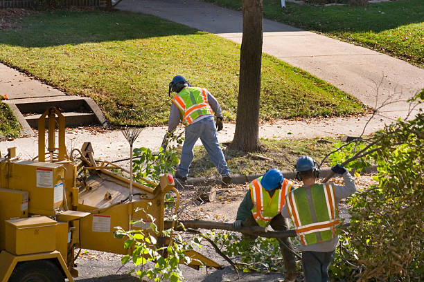 Best Tree Maintenance Programs  in Littlestown, PA